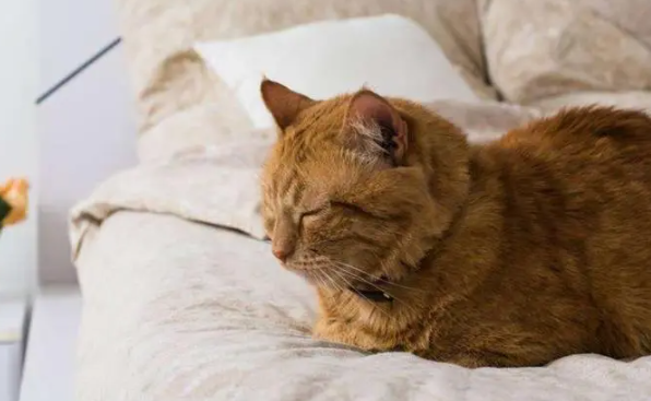 猫咪老喜欢睡旁边为什么呢 猫咪老喜欢睡旁边为什么呢