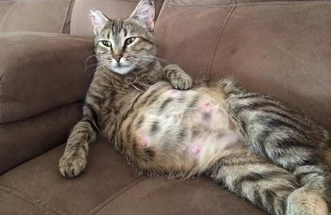 猫咪为什么怀孕很久都不生产