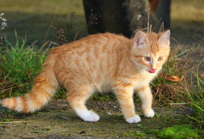 猫咪为什么前腿瘸的厉害