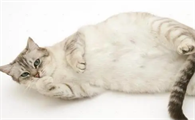 小猫胎死腹中母猫征兆