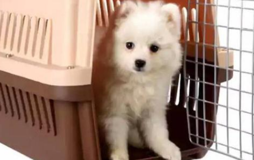长垣有没有宠物托运公司