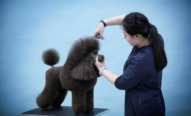 宠物美容师为什么都干不长