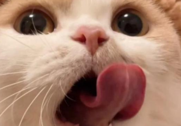 猫咪舔不到自己下巴吗