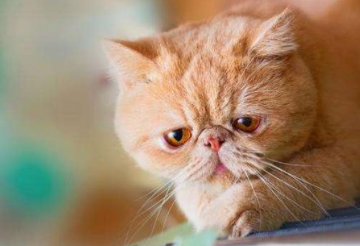 猫的智商为什么这么低