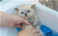 为什么有的猫洗澡不闹