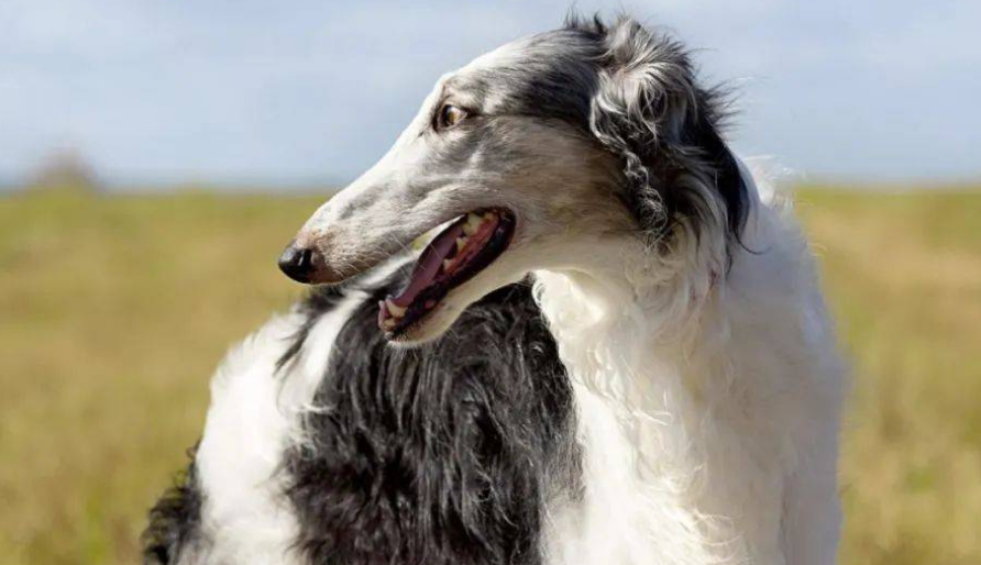 苏俄猎狼犬患皮肤病怎么办？怎么治疗它的皮肤病？