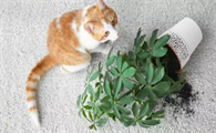 养猫家庭养绿植的方式