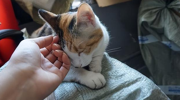 猫咪为什么依赖主人吗