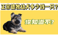 正宗德牧幼犬一只多少钱？你会买禁养犬吗？