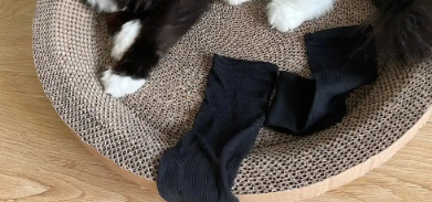 猫咪为什么喜欢脱袜子呢怎么回事
