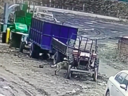 狗狗乱咬电瓶线，导致拖拉机启动撞上前方汽车