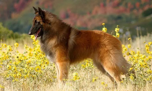 比利时牧羊犬发烧怎么办呢？宠主可以了解一下！