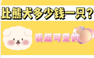 小比熊犬多少钱一只？可爱到令人发指！