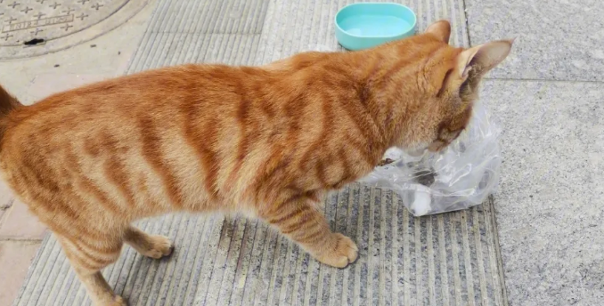 觉得流浪猫可怜?那么可以给流浪猫喂什么? 觉得流浪猫可怜?那么可以给流浪猫喂什么?
