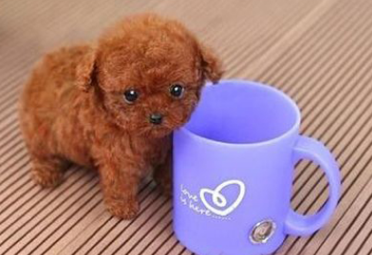 茶杯犬为什么养的人少?你知道原因吗? 茶杯犬为什么养的人少?你知道原因吗?