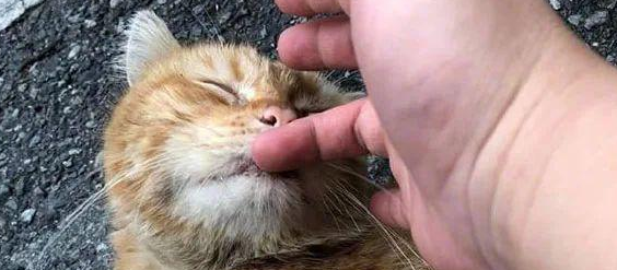 网友捡到一只脏兮兮的橘猫，养了3个月竟美过“金渐层”！