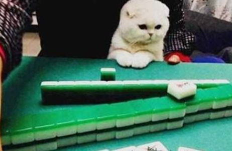 折耳猫陪主人打麻将，还会分析出牌，牌友夸是只招财猫 