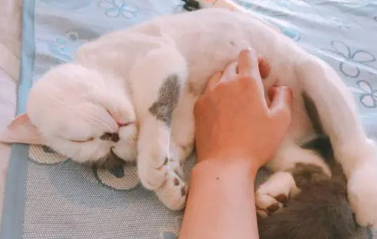 猫为什么喜欢被人摸肚子