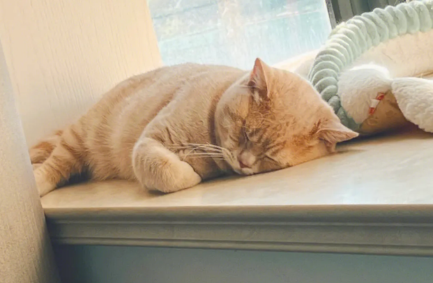 猫咪为什么喜欢小角落睡觉呢 猫咪为什么喜欢小角落睡觉呢