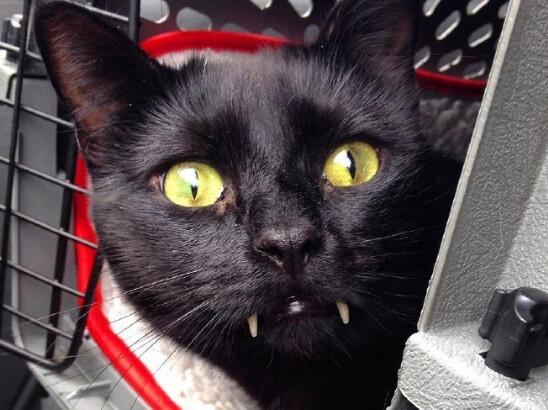 打完猫后猫发出恐怖的叫声