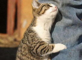 猫咪蹭我为什么