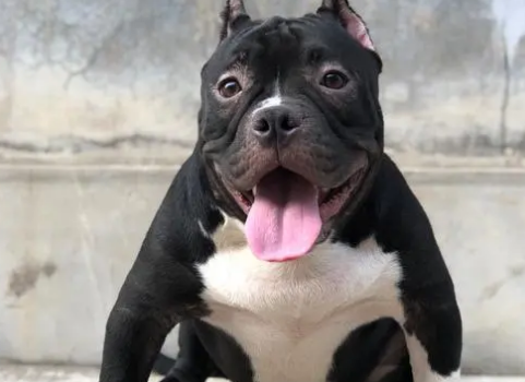 美国恶霸犬肌肉怎么训练?训练方法如下! 美国恶霸犬肌肉怎么训练?训练方法如下!