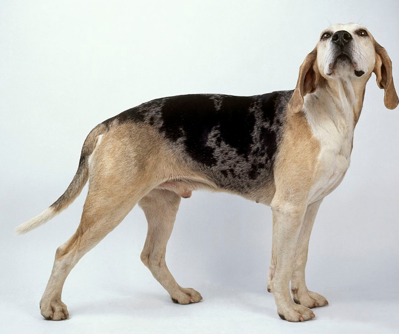 挪威伦德猎犬怎么美容？看这里就够了，简单易懂