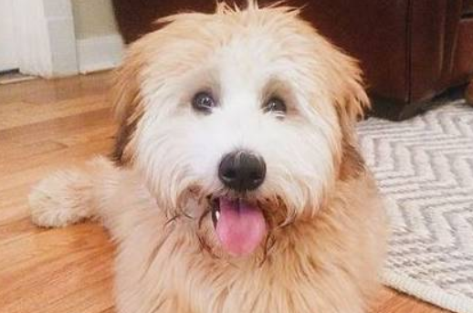 爱犬被顾到遭车撞死，心碎主人竟收到保密协定封口