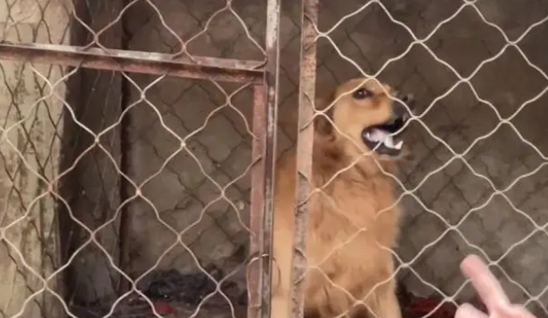 娇生惯养的金毛犬，竟对主人龇牙咧嘴，小哥：绝不能惯着它