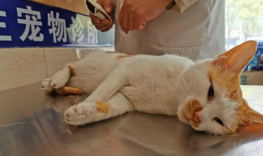 宠物医院宠物价格