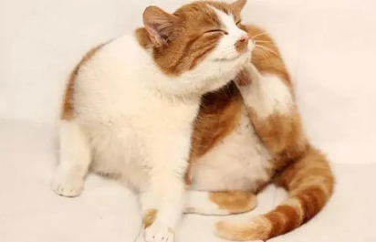 猫咪老挠身上是为什么原因 猫咪老挠身上是为什么原因