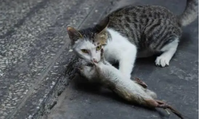 猫吃老鼠的好处