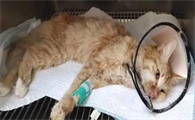 小猫猫瘟临死前身体的反应
