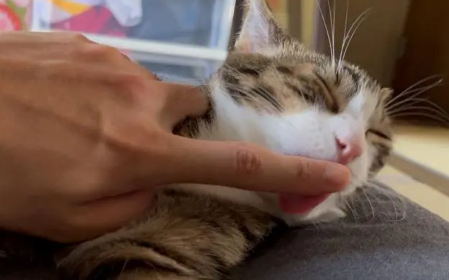 猫为什么喜欢舔主人手指