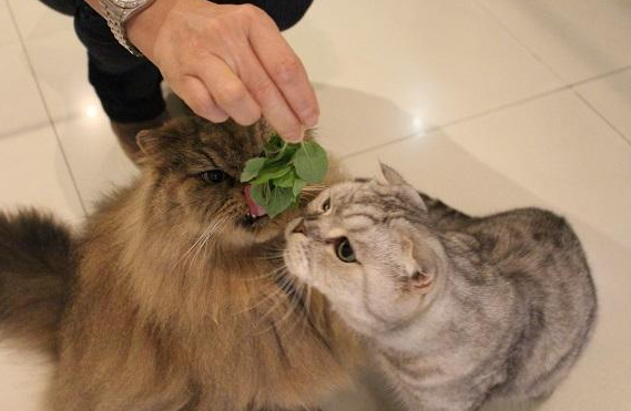 猫咪为什么爱咬猫薄荷球