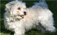 哈瓦那犬怎么驱虫？驱虫方法如下。