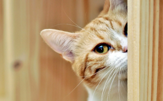 猫走丢了能自己回家吗 猫走丢了能自己回家吗