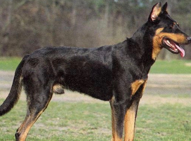 法国狼犬发烧怎么解决?想养的人来看看吧 法国狼犬发烧怎么解决?想养的人来看看吧