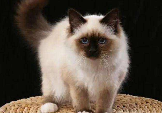 伯曼猫绝育后怎么护理？铲屎官来了解下吧
