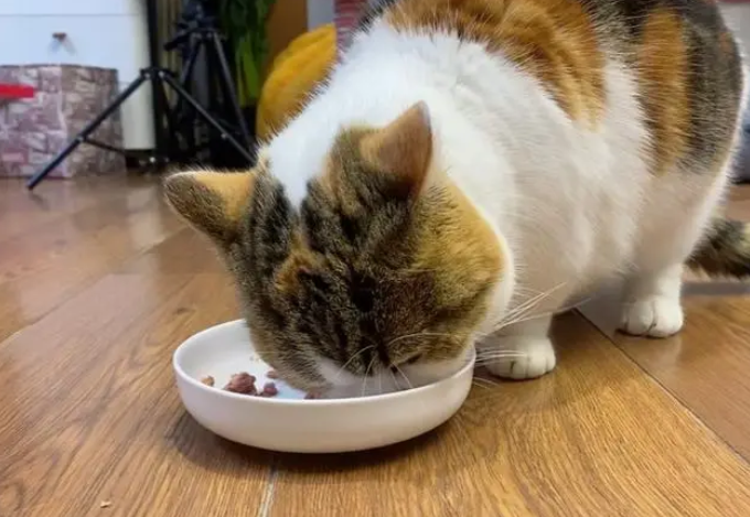 为什么猫咪不能吃甜食物的原因 为什么猫咪不能吃甜食物的原因