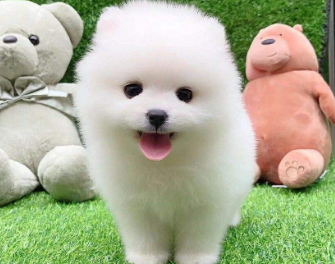 茶杯犬怎么训练衔物，具体看这里！