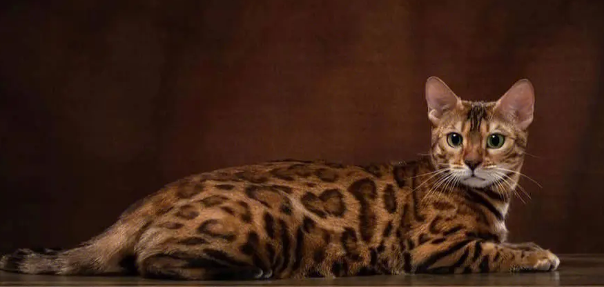 孟加拉豹猫怎么挑选?来学习一下吧 孟加拉豹猫怎么挑选?来学习一下吧