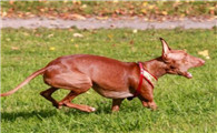老年法老王猎犬漏尿解决方法，这篇文章告诉你