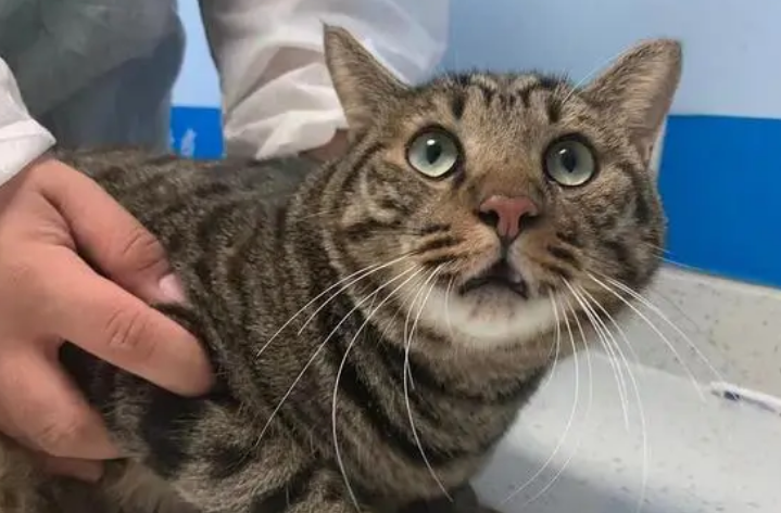 猫咪脱臼是什么意思 猫咪脱臼是什么意思