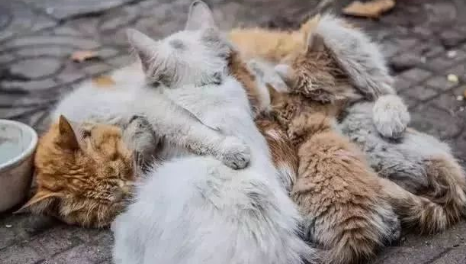 流浪猫冬天怎么过冬?此文帮你解答 流浪猫冬天怎么过冬?此文帮你解答