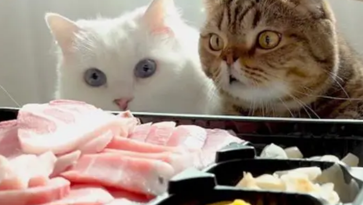 猫咪可以吃金枪鱼吗
