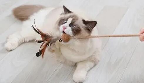 猫咪玩具逗猫棒