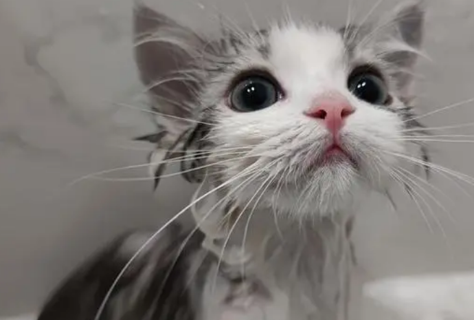 小猫可以洗澡吗