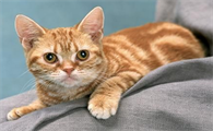 猫咪为什么讨人喜欢