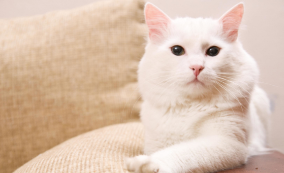 怎么教安哥拉猫游泳？新手小白可以看看～